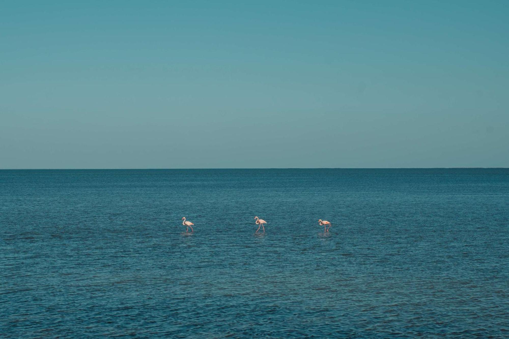 Radisson Blu Palace Resort & Thalasso, Djerba Mezraia Exterior foto Flamingoes in the Gulf of Aqaba